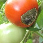 Фитофтора на помидорах: признаки и причины заражения, способы лечения и профилактика болезни
