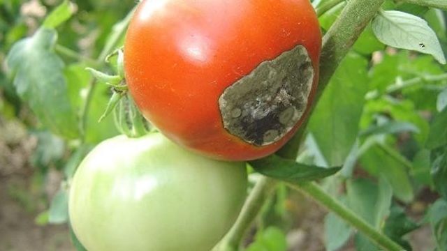 Фитофтора на помидорах: признаки и причины заражения, способы лечения и профилактика болезни