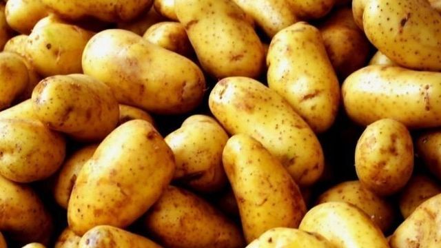 Фомоз картофеля (пуговичная гниль)