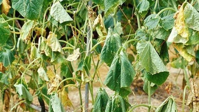 Как бороться с вредителями и лечить болезни кабачков в открытом грунте