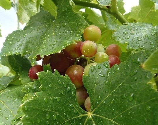Милдью на винограде