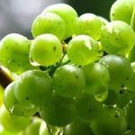 Как я борюсь с болезнями на винограде
