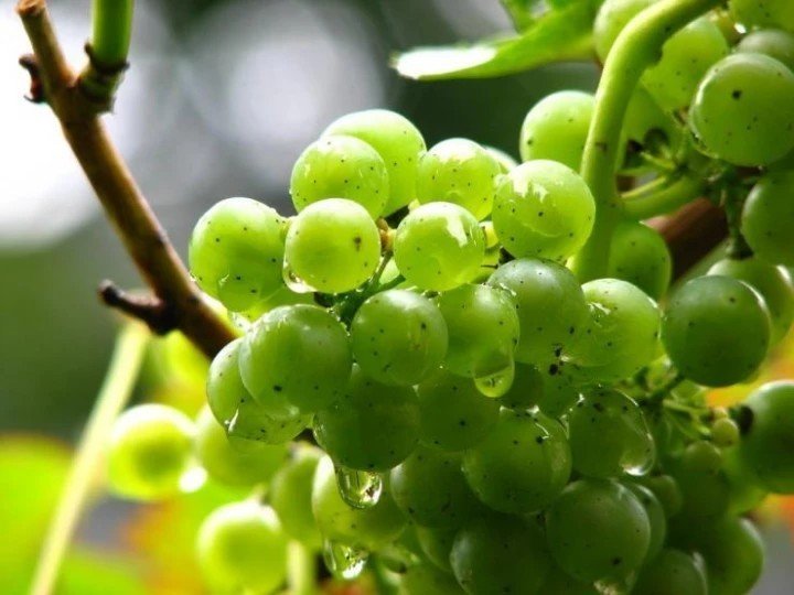 Виноград zelyoniy