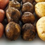 Парша картофеля – что это за болезнь и как с ней бороться