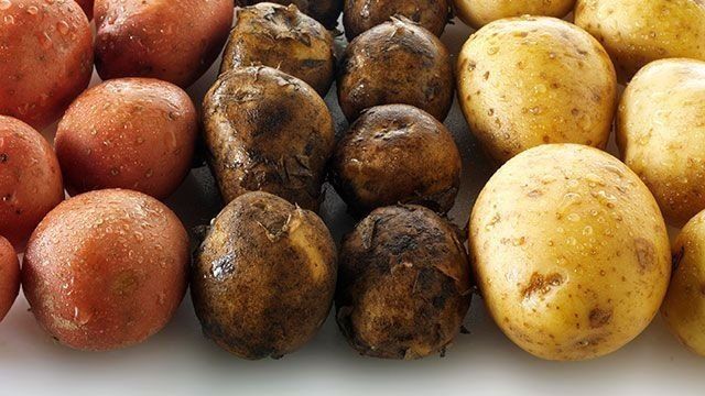 Парша картофеля – что это за болезнь и как с ней бороться