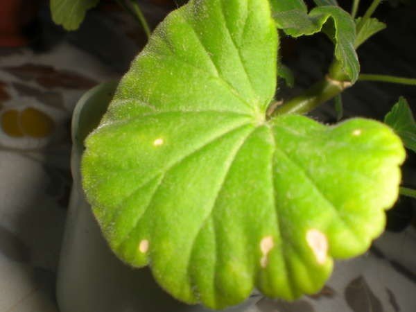 Пеларгония зональная листья
