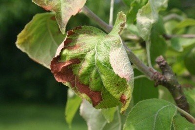 Коричневые пятна на листьях яблони