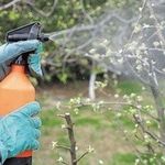 Ржавчина на листьях яблони: как бороться с ржавыми пятнами и чем лечить дерево