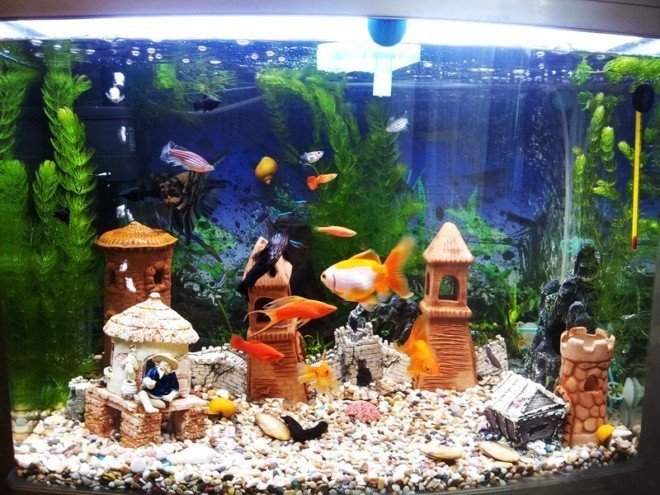 Тематический аквариум