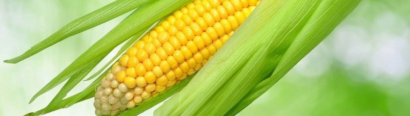 Кукуруза крупным планом