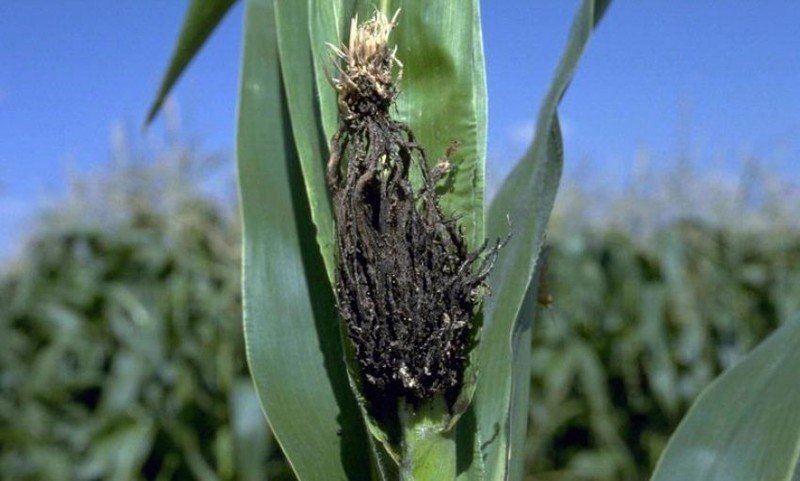 Пыльная головня кукурузы