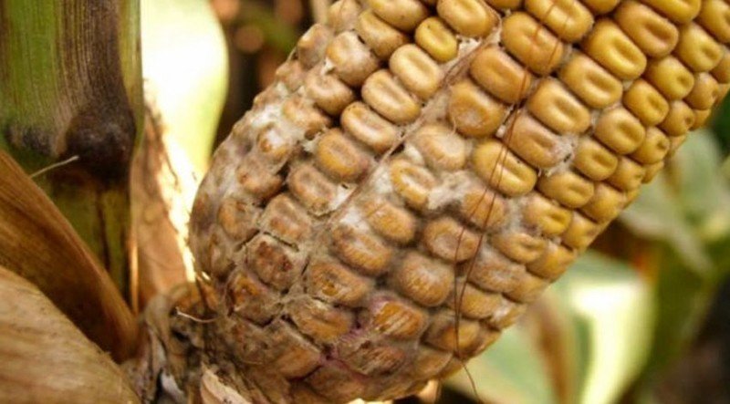 Пузырчатая головня кукурузы