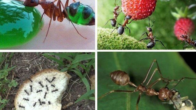 Чем питаются муравьи в природе