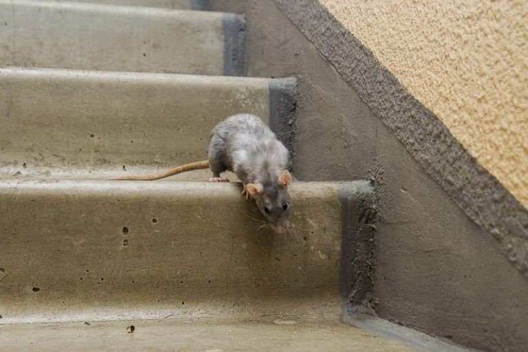 Взрослая крыса дамбо