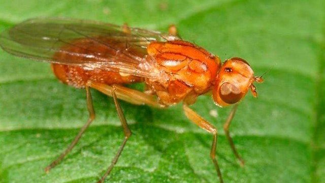 Эффективные методы борьбы с морковной мухой
