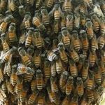 Как избавиться от диких пчел