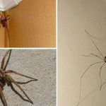 Как избавиться от пауков в доме и квартире?