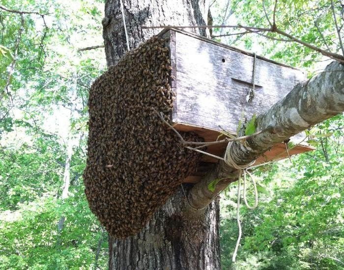 Роеловство пчеловодство ловля бродячих роев
