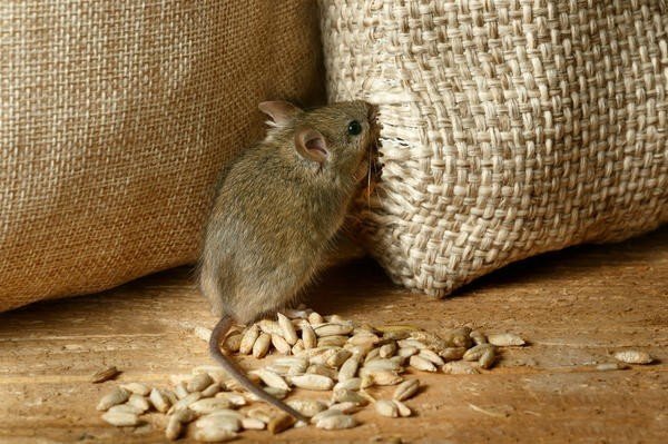 Мышь и зерно