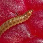 Малинный жук: описание вредителя и методы борьбы с ним