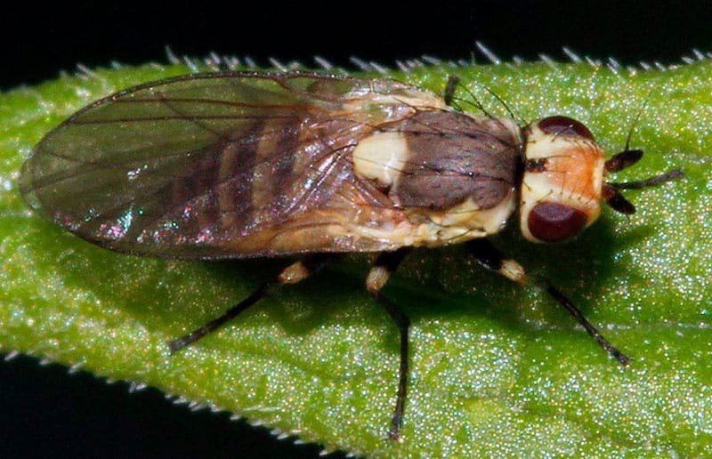 Пасленовая минирующая муха