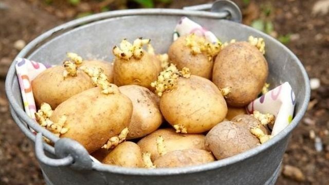 Обработка картофеля перед посадкой: чем и как правильно обрабатывать перед посадкой