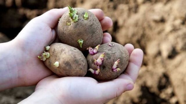 Обработка картофеля перед посадкой от болезней и вредителей