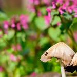 Почему на грядках растут грибы
