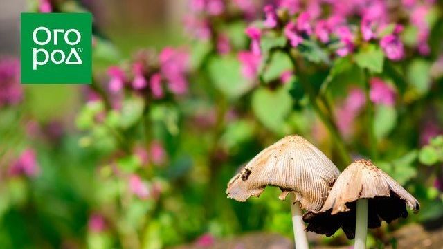 Почему на грядках растут грибы