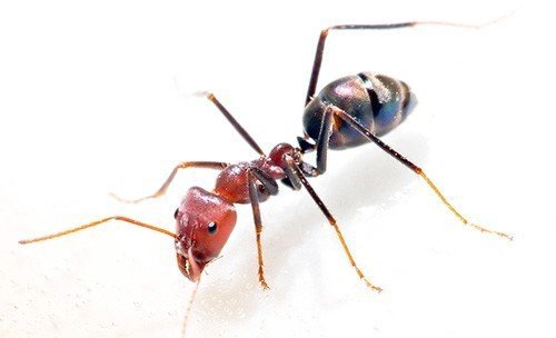 Для эффективной борьбы с домашними муравьями нужно кооперировать усилия с другими жильцами дома