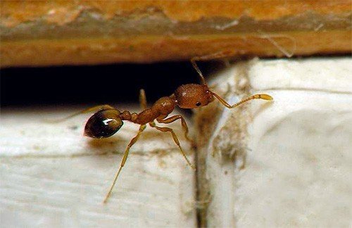 Фараоновые муравьи строение