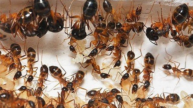 Рыжие или красные муравьи в квартире: что делать с ними и каковы причины их появления