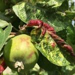 Яблонная зеленая тля и другие виды: откуда берутся, какой вред приносят деревьям и как с ними бороться?