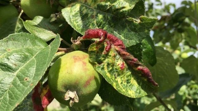 Яблонная зеленая тля и другие виды: откуда берутся, какой вред приносят деревьям и как с ними бороться?