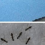 Защита пеноплекса от муравьев