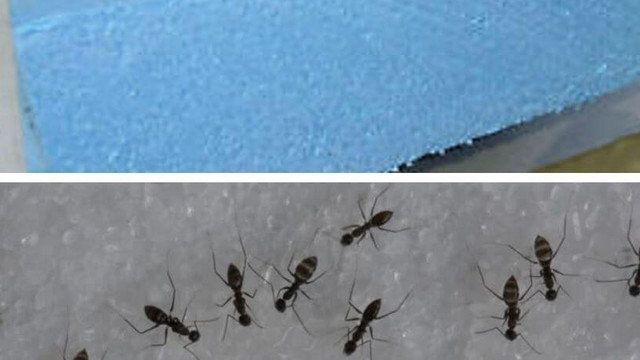 Защита пеноплекса от муравьев