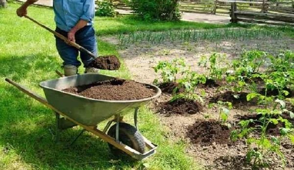 Удобрения для сада и огорода