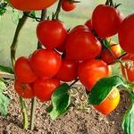 Особенности удобрения помидоров в теплице