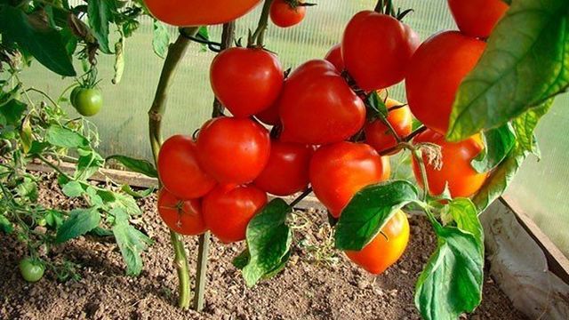 Особенности удобрения помидоров в теплице