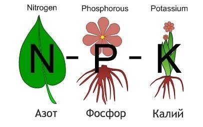Азот фосфор калий для растений микроэлементы