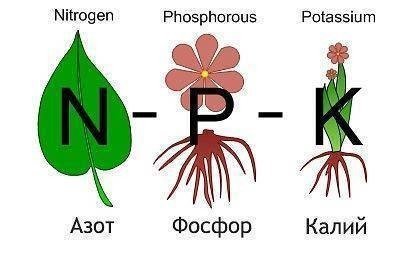 Азот фосфор калий для растений микроэлементы