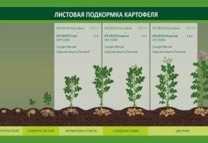 Схема внесения удобрений для картофеля