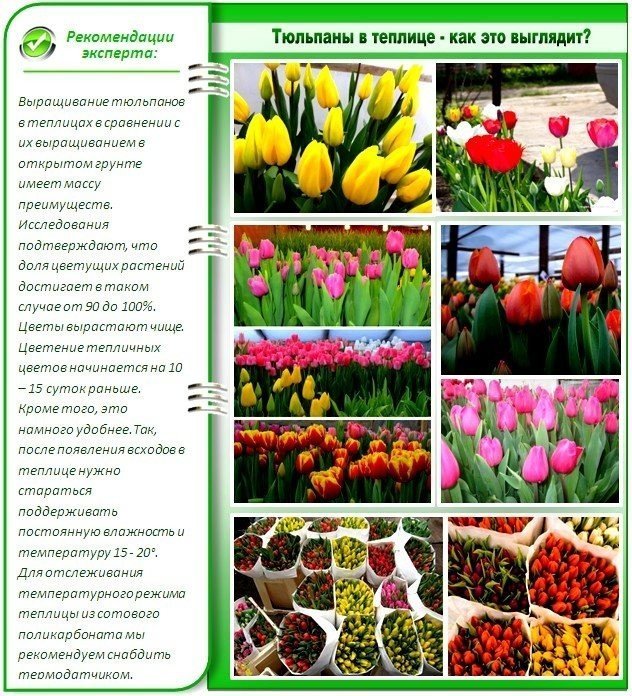 Таблица выгонки тюльпанов