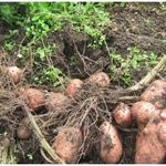 Удобрение для картофеля при посадке в лунку весной, для внекорневой подкормки