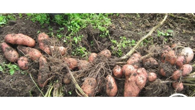 Удобрение для картофеля при посадке в лунку весной, для внекорневой подкормки