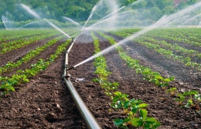 Global irrigation market