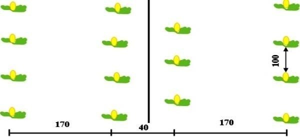Схема посадки лимонов в теплице