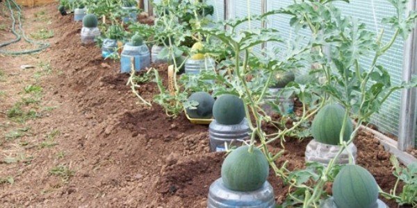 Арбуз и дыня в теплице с помидорами