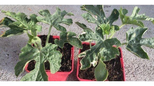 Как правильно выращивать арбузы в теплице из поликарбоната