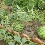 Как вырастить арбуз и не остаться без урожая